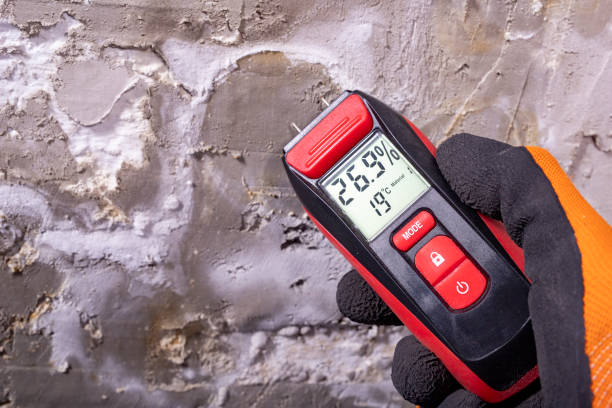 Best Mold Damage Repair  in Bradford, TN