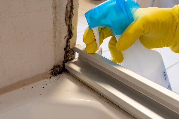 Best Mold Remediation Experts  in Bradford, TN