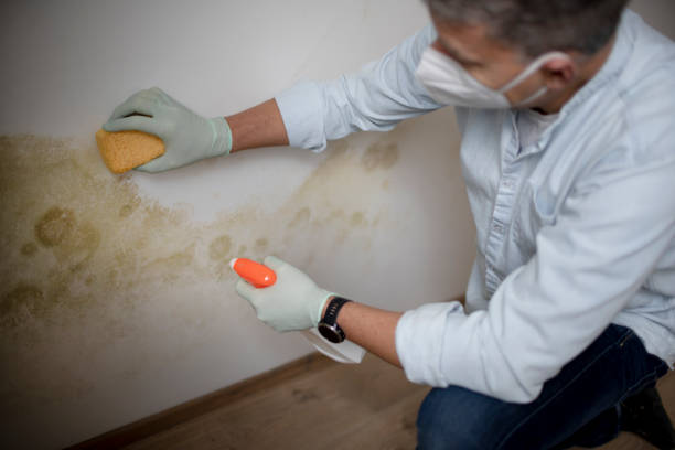 Best Black Mold Removal  in Bradford, TN