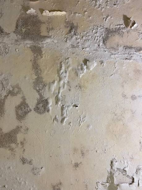 Best Local Mold Removal Service  in Bradford, TN